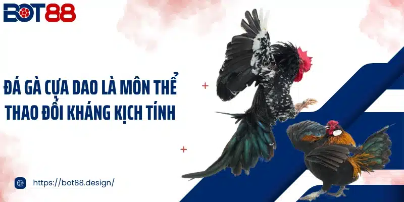 Đá gà cựa dao là môn thể thao đối kháng kịch tính